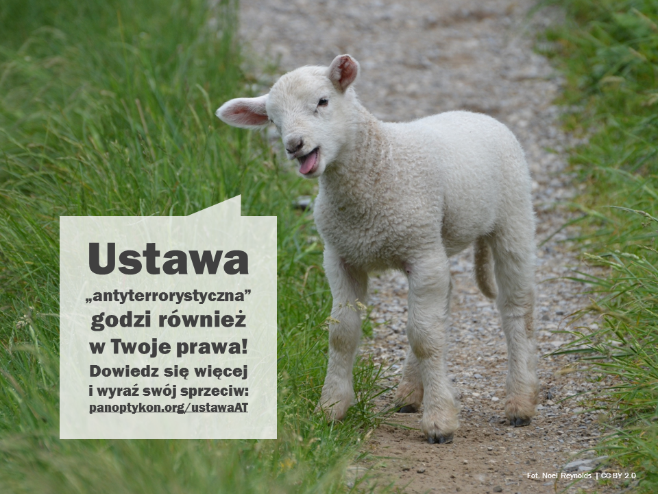 Jagnię. Fot. Noel Reynolds | CC BY 2.0